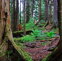 Ewok Forest�